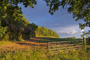 Evening Light