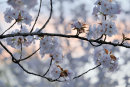 Cherry Blossom