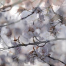 Cherry Blossom (Multiple exposure}.