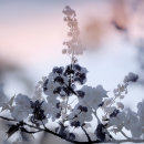 Cherry Blossom 2 (Multiple exposure).