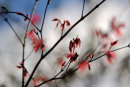 Spring Shoots.