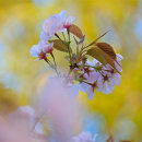 Pink Cherry Blossom