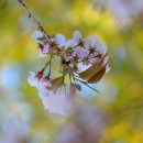 Pink blossom No2
