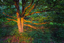 Golden Oak