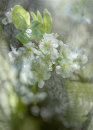 Apple Blossom