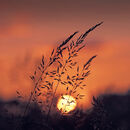 Sunset Grasses