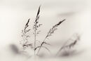 Simply Grasses