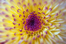 A Touch of Purple