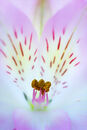 Alstromeria