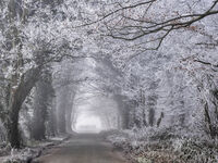 Hoar Frost