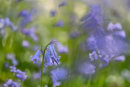 Ercall Bluebells