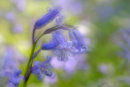 Bluebell Detail
