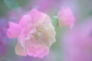 A Touch of Pink