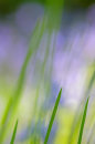 Bluebells and Grasses