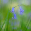 Bluebells and Grasses No2