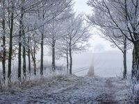 Freezing Fog