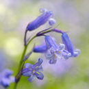Bluebells Detail No2