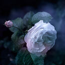 A Cool Rose