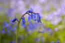 Shady Bluebells