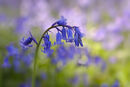 Bluebells