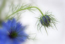 Love-in-a Mist #2