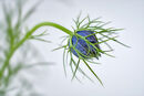Love-in-a-Mist