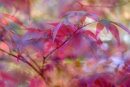 Acer (Multiple Exposure)