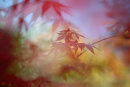 Acer Impression
