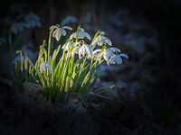 Snowdrops