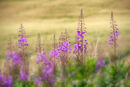 Rosebay Willow Herb
