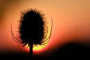 Teasel Sunset
