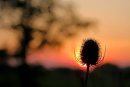 Teasel Sunset No2