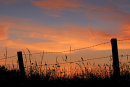 Barbed Wire and Grasses