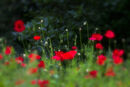 Poppies