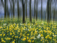 Spring Fantasy