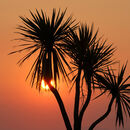 Sunset Palm