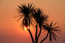 Sunset and Palm Tree