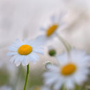 Ox eye daisies