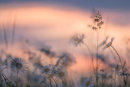 Daisies and Grasses (Multiple Exposure)