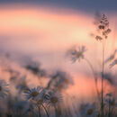 Grasses and Daisies