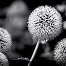 Seed Heads