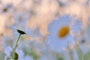 Daisies