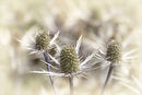 Sea Holly #2