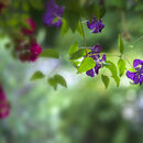 Clematis and Roses