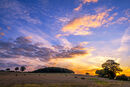 Golden Harvest