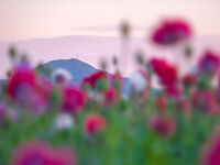 Wrekin and Poppies