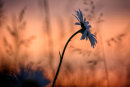 Daisy at Sunset
