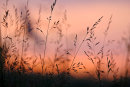Sunset Grasses