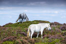 Long Mynd Ponies #3