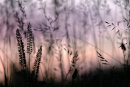 Silhouette Grasses